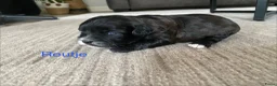 Shihpoo honden te koop: Prachtige shihpoo pups 1 reutje en 4 teefjes - Advertentie 5