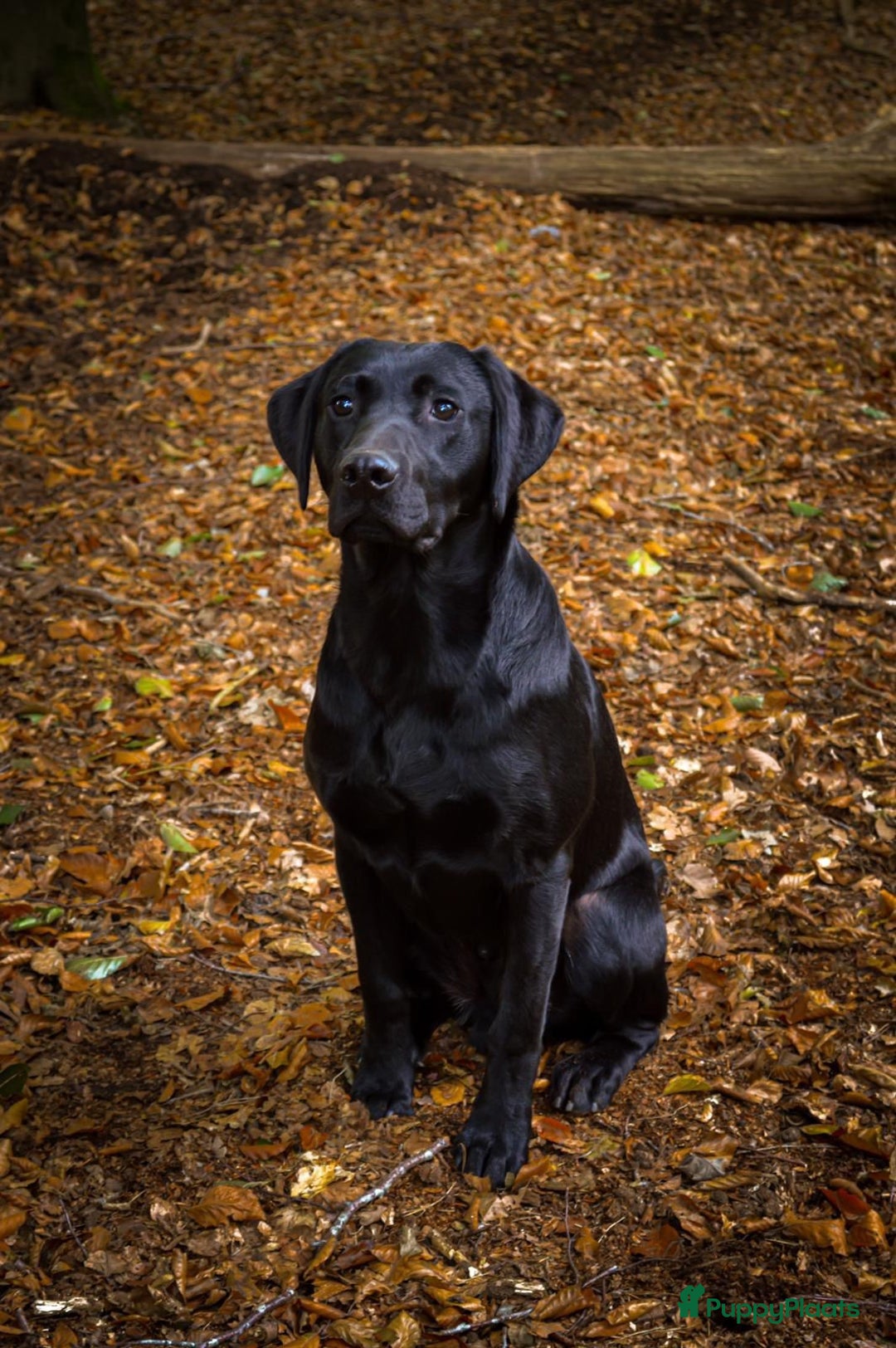 Labrador Retriever honden te koop: Fieldtrial werklijn labrador pups - Advertentie 4
