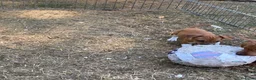 Jack Russel Terriër honden te koop: Jack Russell pups  - Advertentie 6