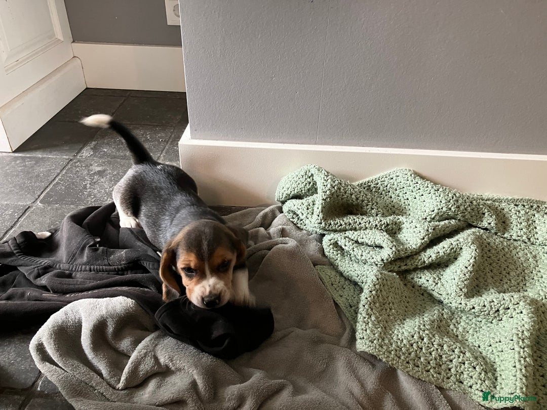 Beagle honden te koop: Beagle pups - Advertentie 17
