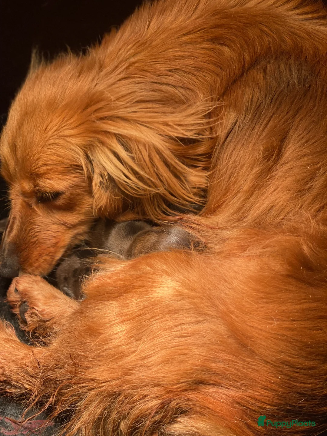 Teckel (langhaar) honden te koop: Mooie langharige kleurrijke teckel pups - Advertentie 6