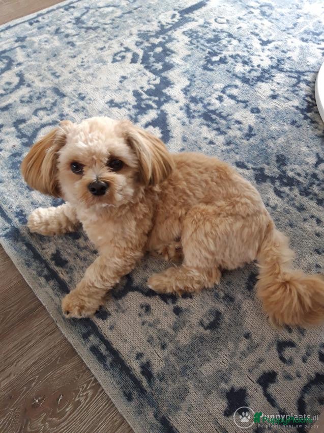 Boomer honden Lieve boomer dekreu in Bodegraven - Advertentie 17