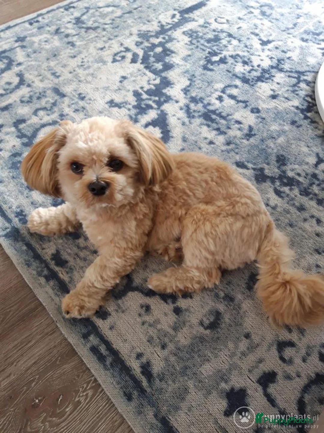 Boomer honden ter dekking: Lieve boomer dekreu in Bodegraven - Advertentie 1