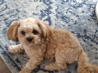 Boomer honden Lieve boomer dekreu in Bodegraven - Advertentie 23