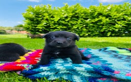 Labrador Retriever honden te koop: Labrador x Friese Stabij pups - Afbeelding 2