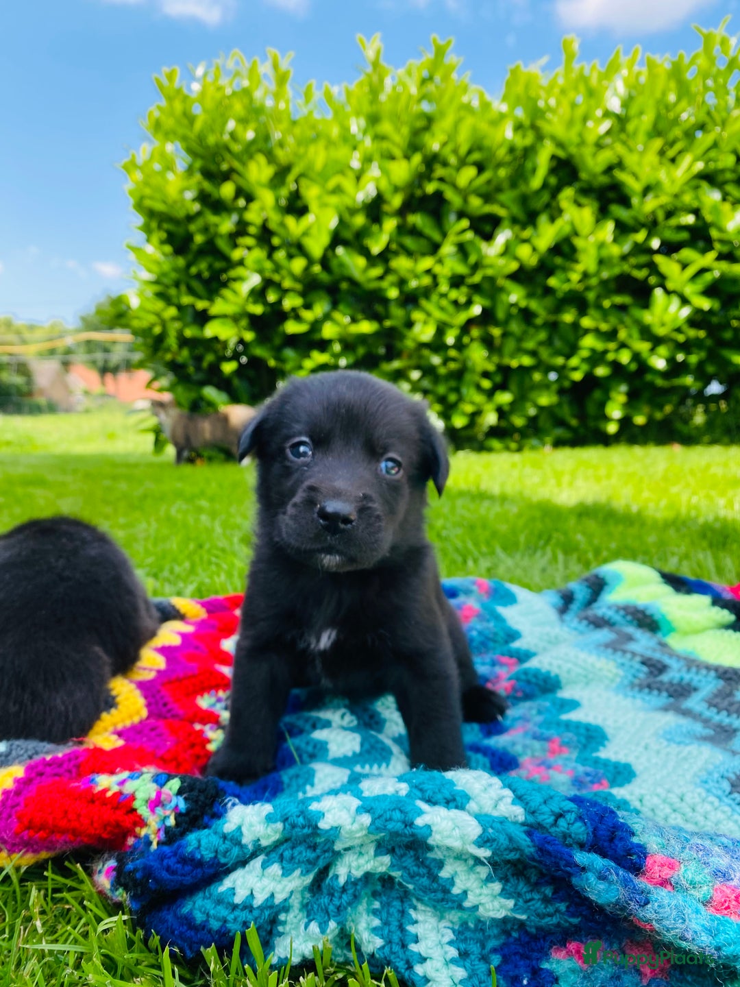 Labrador Retriever honden te koop: Labrador x Friese Stabij pups - Afbeelding 2