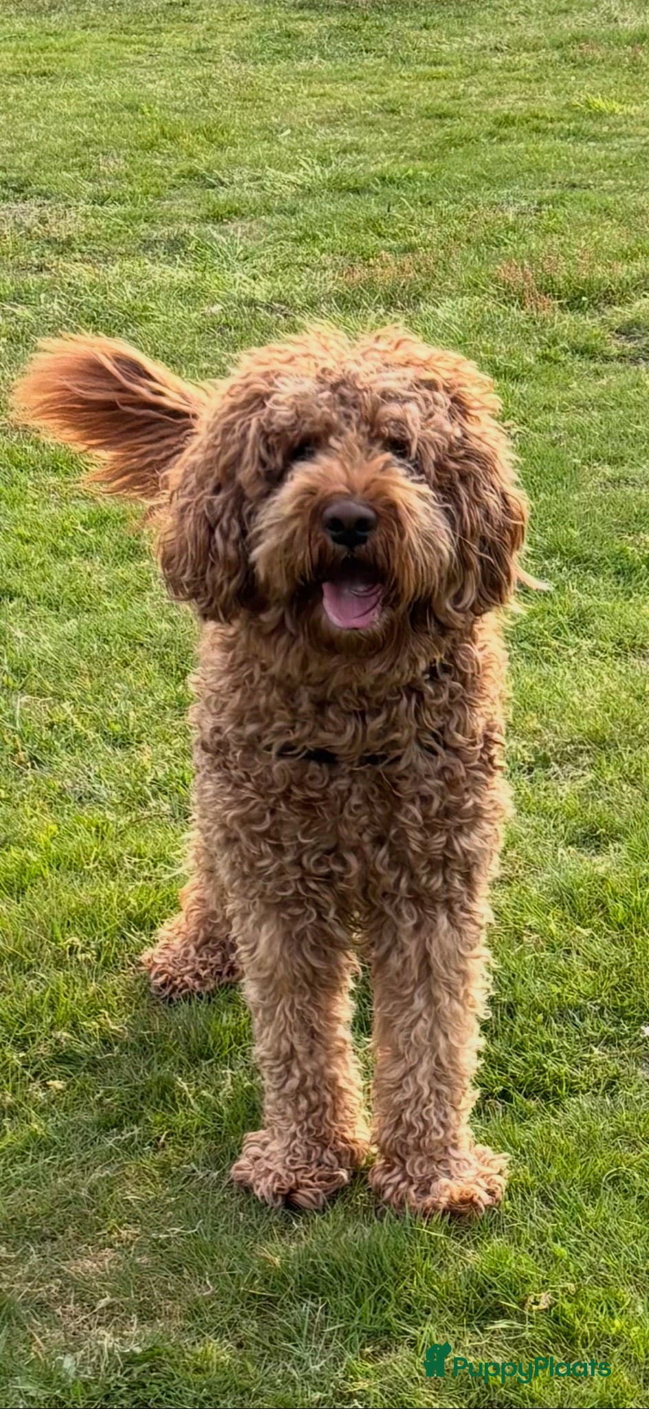 Labradoodle honden KNAPPE AUSTRALIAN LABRADOODLE DEKREU - Advertentie 6