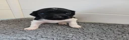 Friese Stabij honden te koop: Friese Stabij puppy's te koop - Advertentie 11