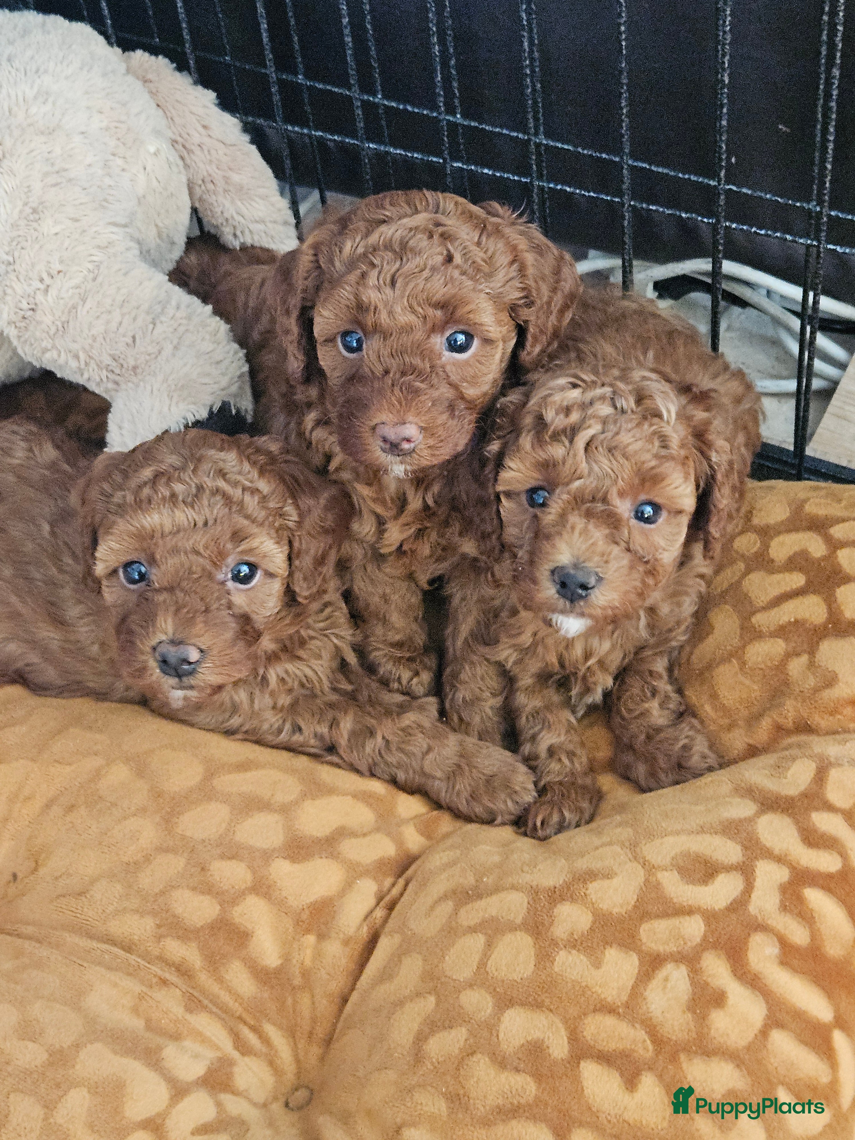 Australian Labradoodle honden mini doodle  - Advertentie 13