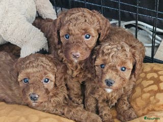 Australian Labradoodle honden mini doodle - Advertentie 13