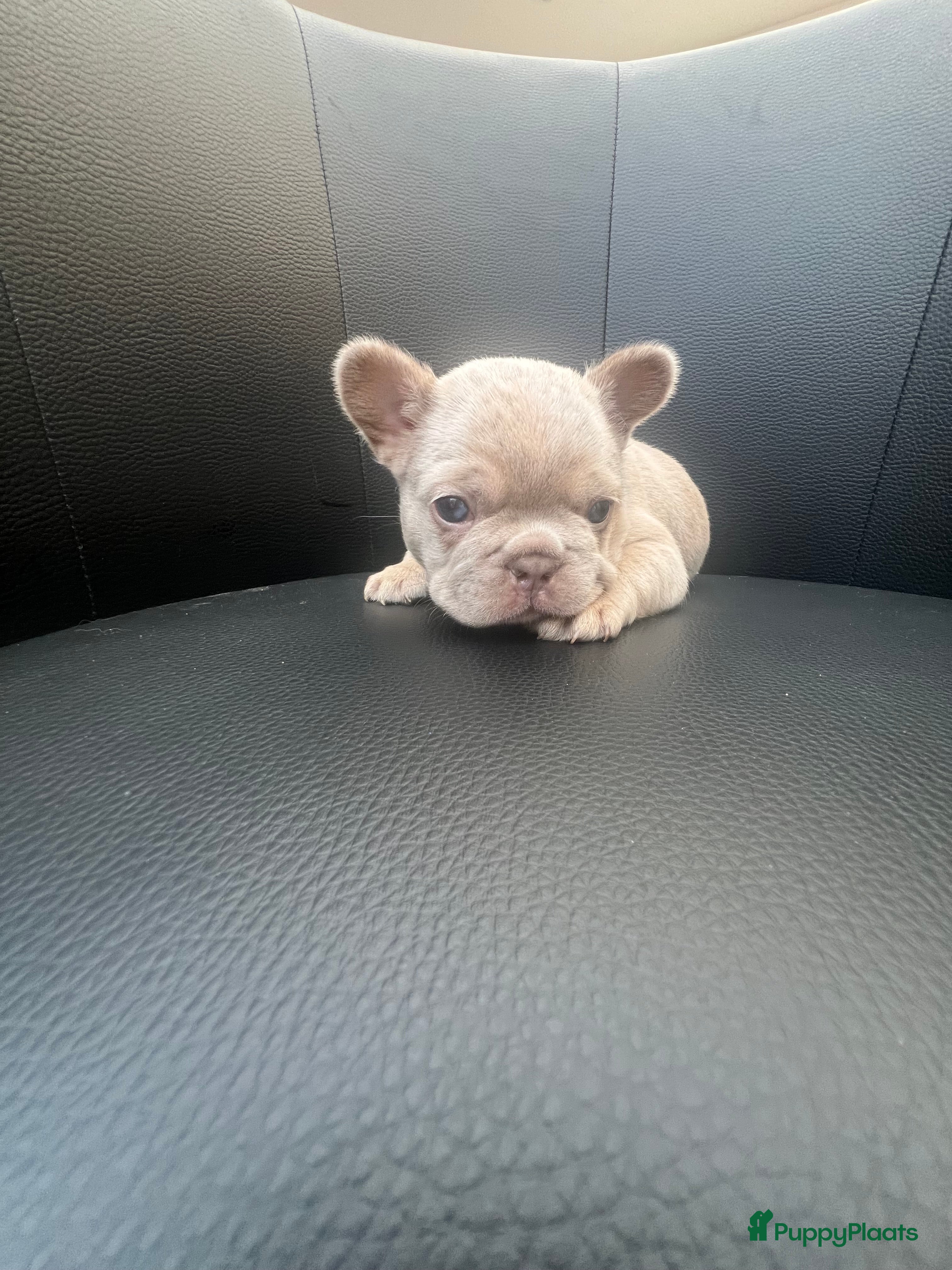 Franse Bulldog honden Franse Bulldog pups  - Advertentie 3