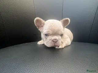 Franse Bulldog honden Franse Bulldog pups - Advertentie 3