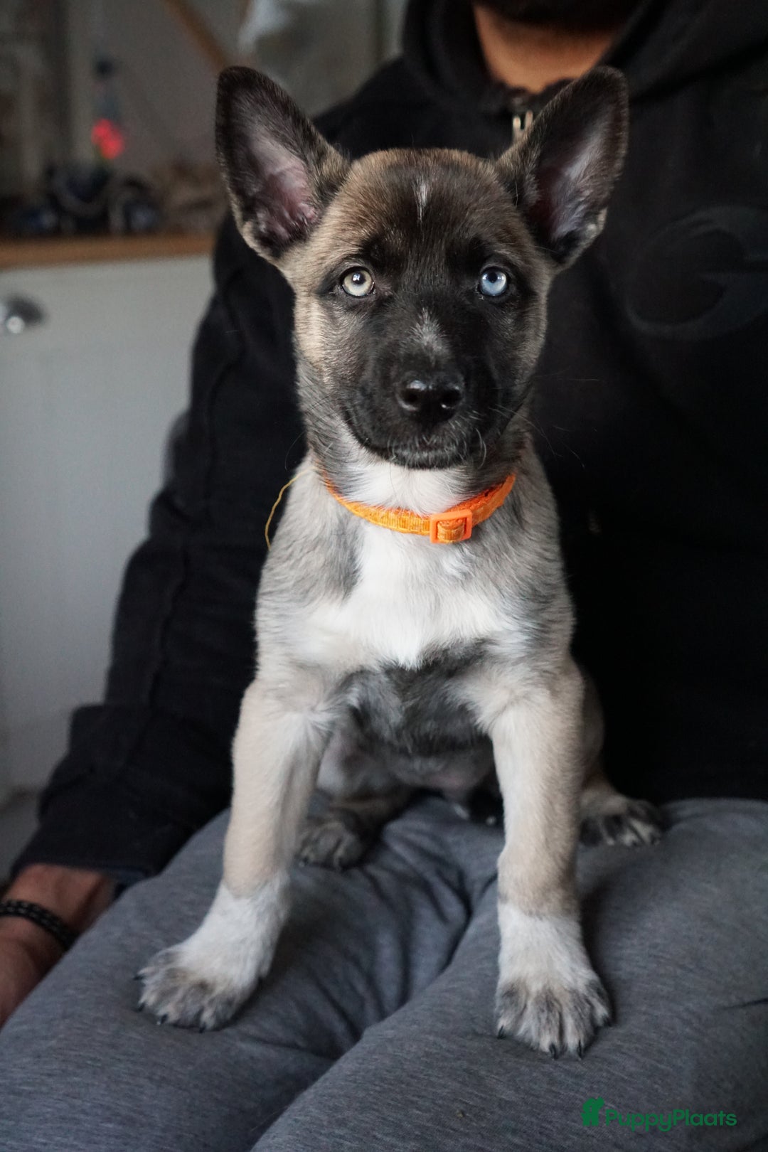 Kruising honden te koop: Prachtige Husky x Mechelse herder kruising pups - Advertentie 6