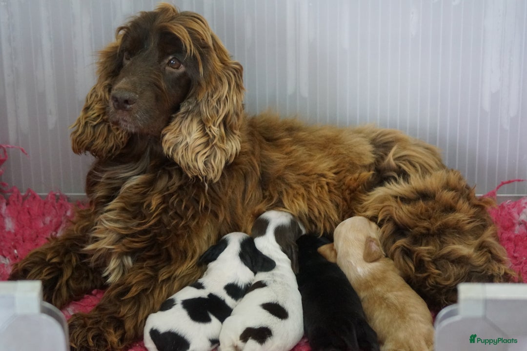 Engelse Cocker Spaniel honden te koop: Engelse Cocker Spaniel Pups met Stamboom  - Afbeelding 5