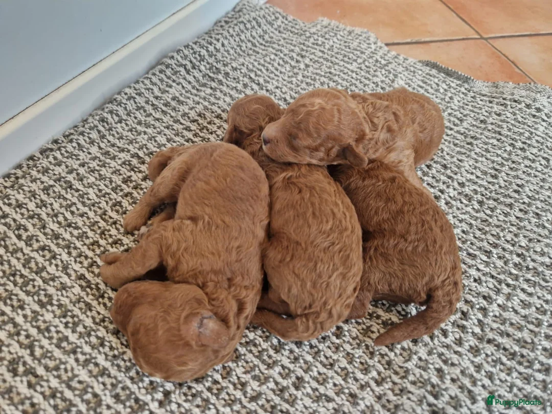 Poedel Toy honden te koop: Toypoedel pups te koop - Advertentie 12