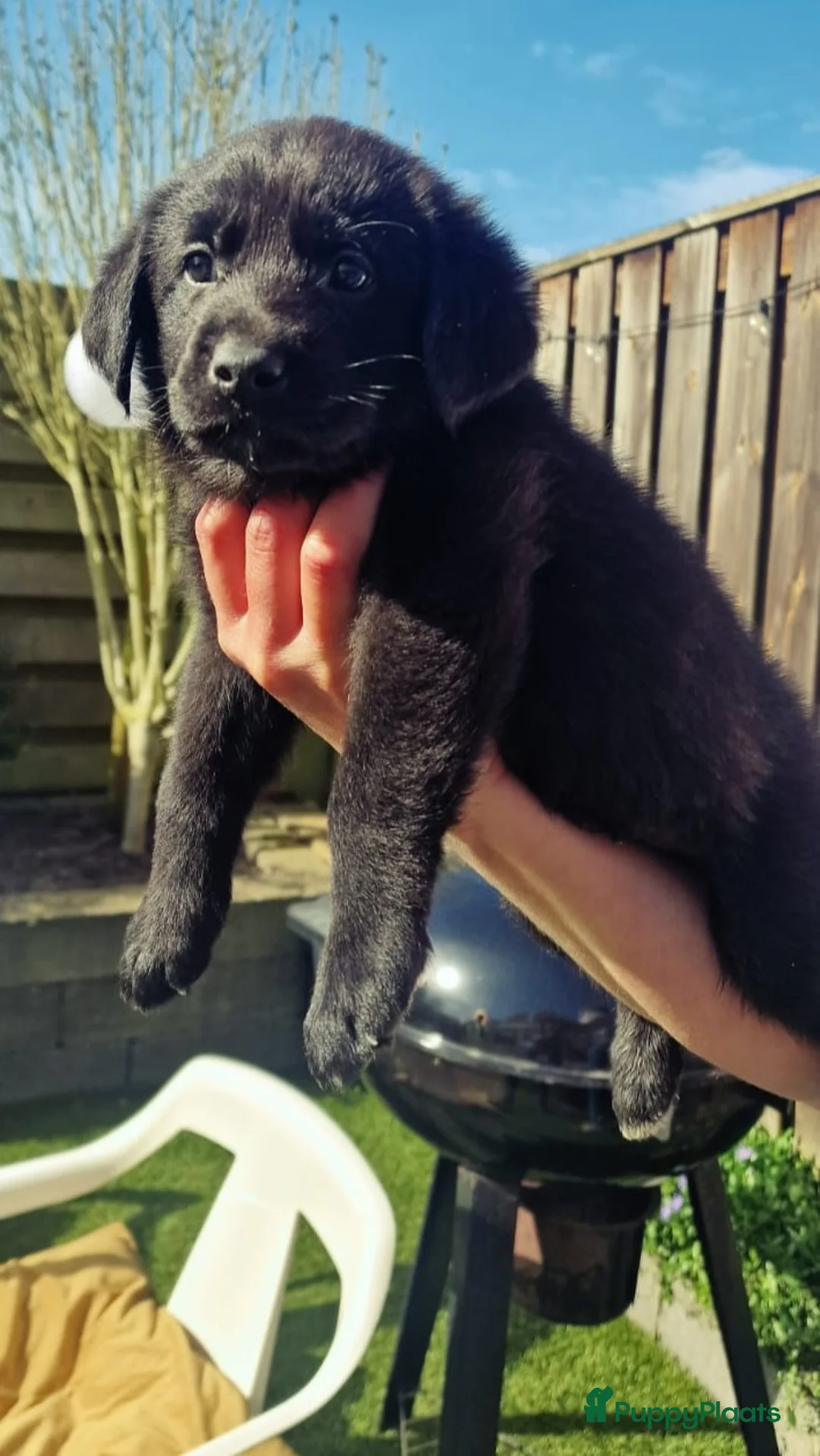 Kruising honden te koop: Labrador weimaraner/Labrador herder pups - Advertentie 23