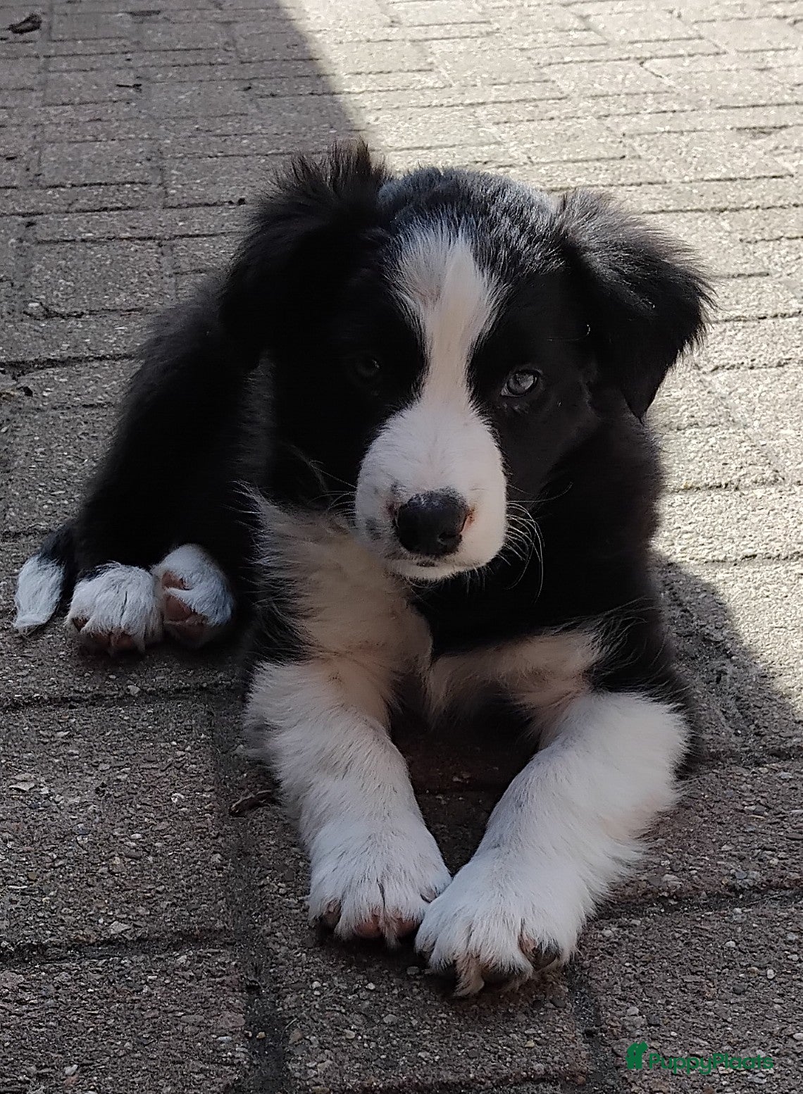 Border Collie honden border collie reutje - Advertentie 1