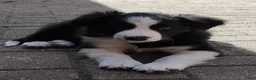 Border Collie honden te koop: border collie reutje - Advertentie 1