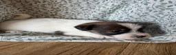 Jack Russel Terriër honden te koop: Jack Russel pups te koop met stamboom - Advertentie 6