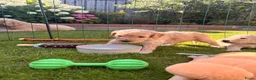 Goldendoodle honden te koop: Knappe Goldendoodles Pups  - Advertentie 12