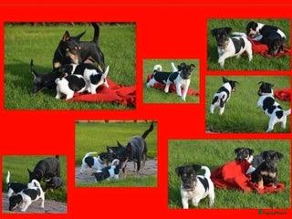 Jack Russel Terriër honden - Advertentie 4