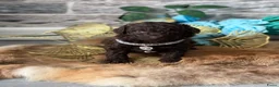 Kruising honden te koop: Prachtige hypoallergene pups ideale gezinshondjes - Advertentie 14