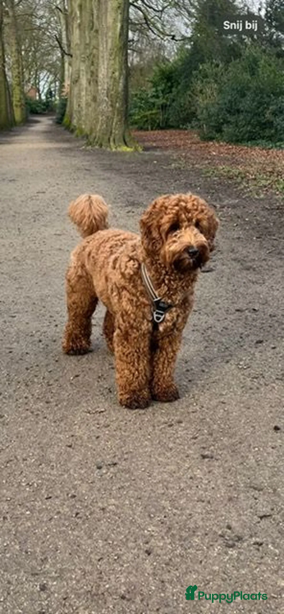 Kruising honden te koop: Medium labradoodles - Advertentie 5
