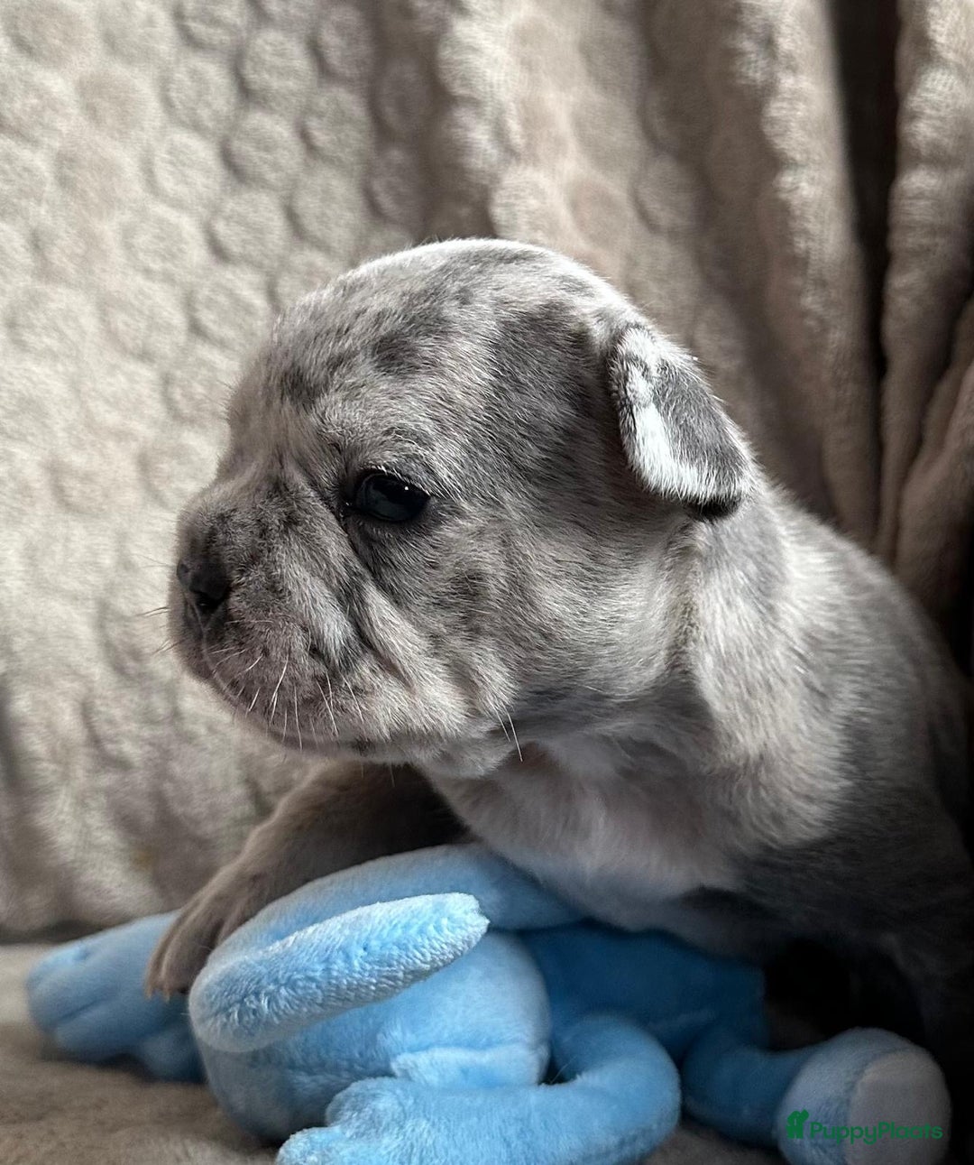 Franse Bulldog honden te koop: Franse Bulldog pups - Advertentie 7