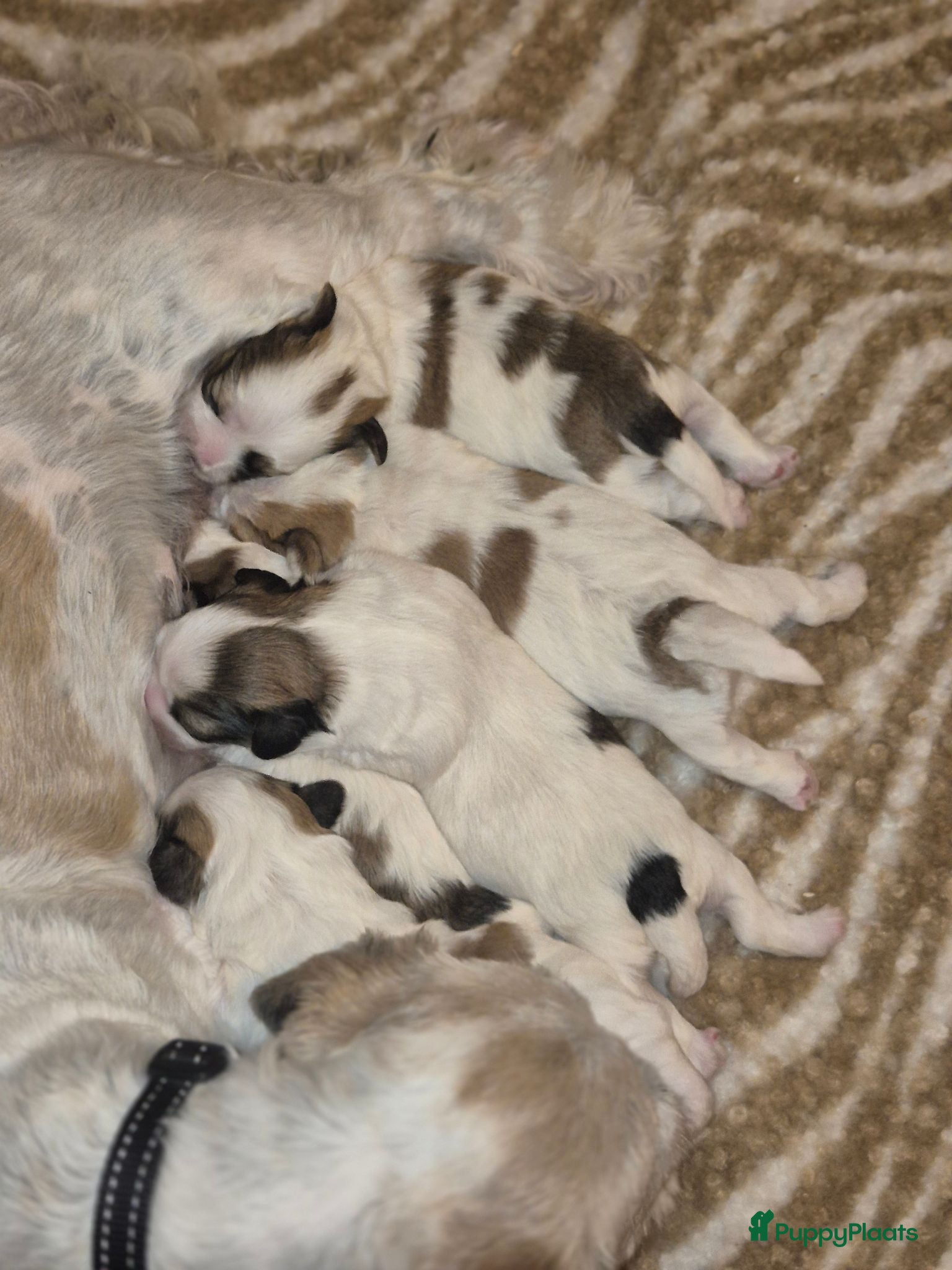 Boomer honden 5 gezonde puppy's geboren - Advertentie 1
