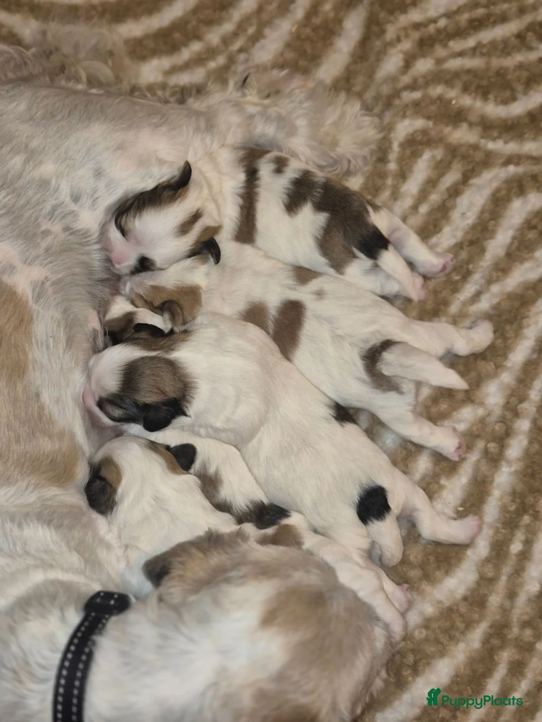Boomer honden te koop: 5 gezonde puppy's geboren - Advertentie 1