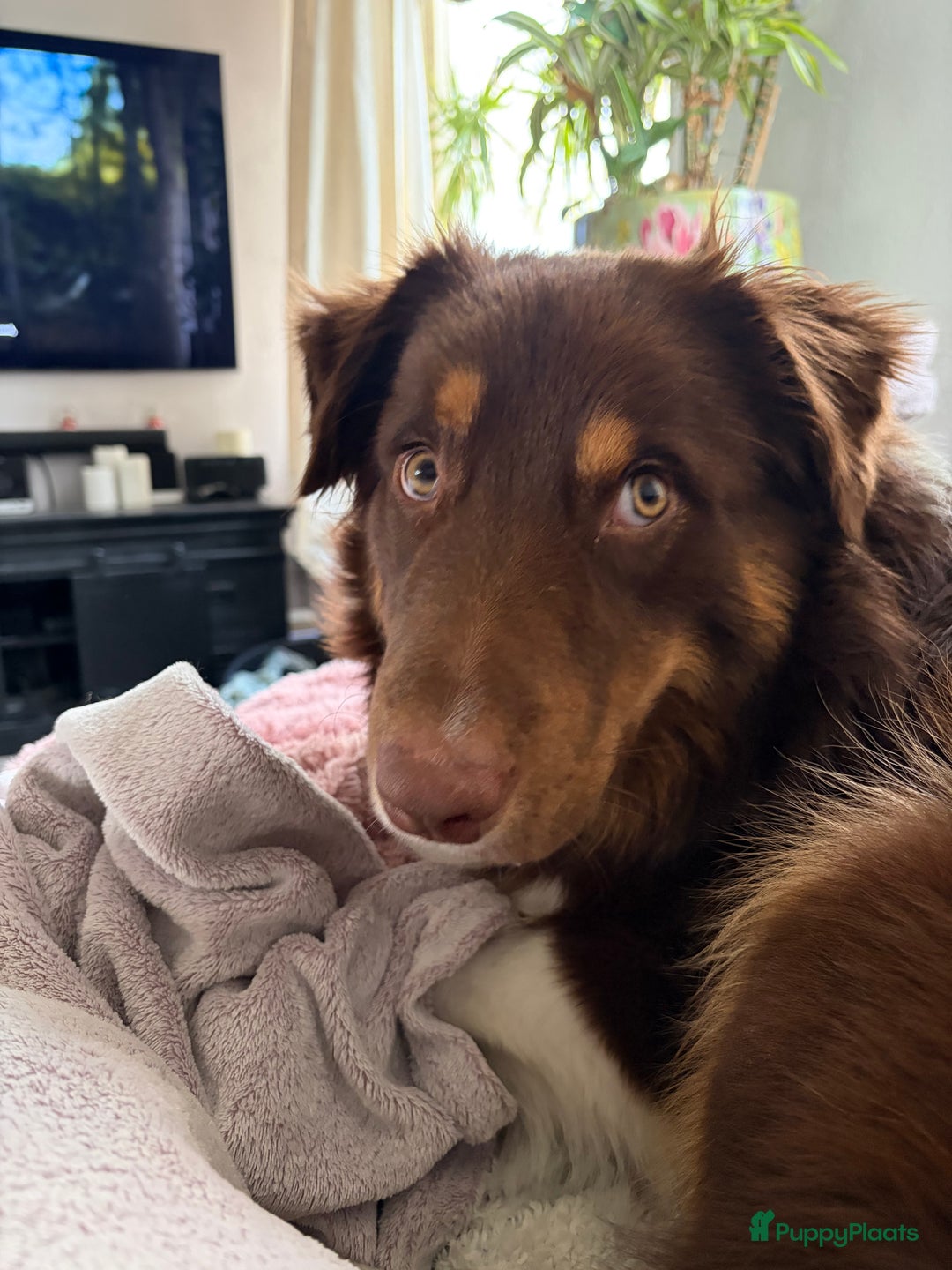 Australian Shepherd honden ter adoptie: Australian Shepherd Bobbi  - Advertentie 9