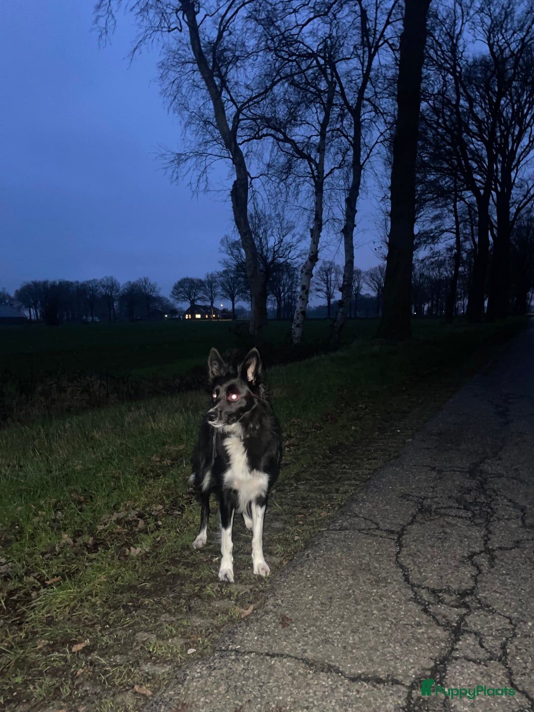Border Collie honden te koop: Border Collie pups  - Advertentie 6