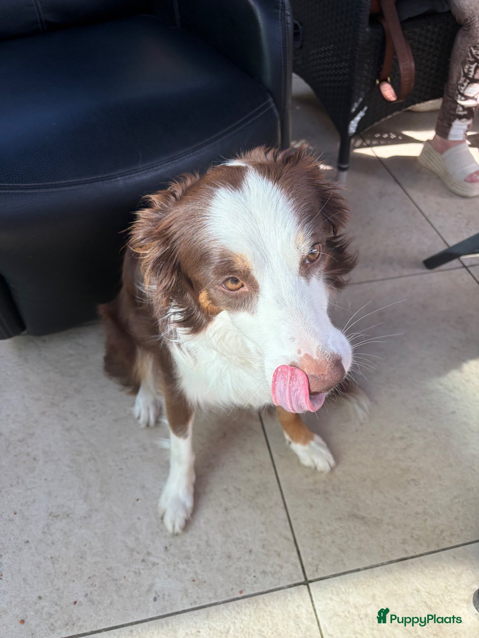 Kruising honden Bordercollie - Advertentie 2