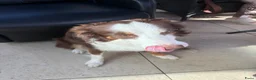 Kruising honden te koop: Bordercollie - Advertentie 1