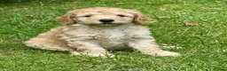 Labradoodle honden te koop: Hele mooie medium Labradoodle pups - Advertentie 7