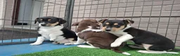 Fox Terriër Gladhaar honden te koop: boerenfox pups - Advertentie 4