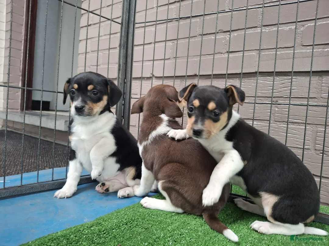 Fox Terriër Gladhaar honden te koop: boerenfox pups - Advertentie 4