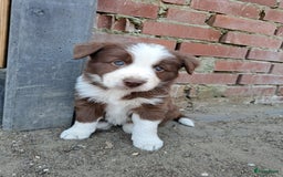 Border Collie honden te koop: Gereserveerd  - Afbeelding 1