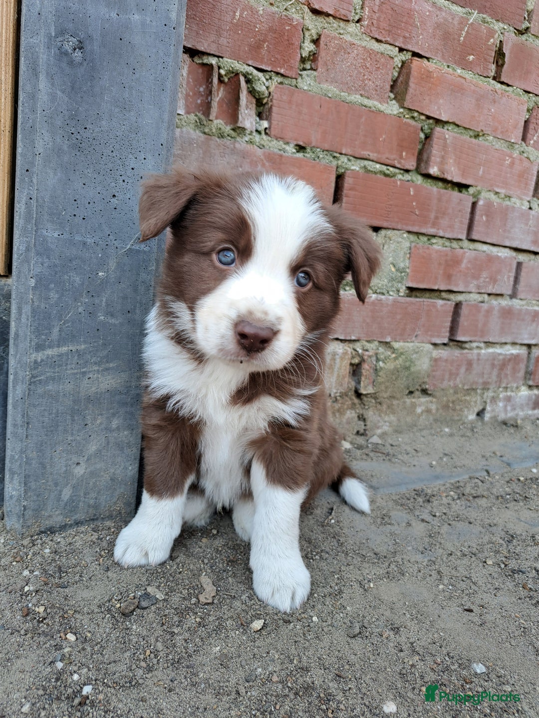 Border Collie honden te koop: Gereserveerd  - Afbeelding 1