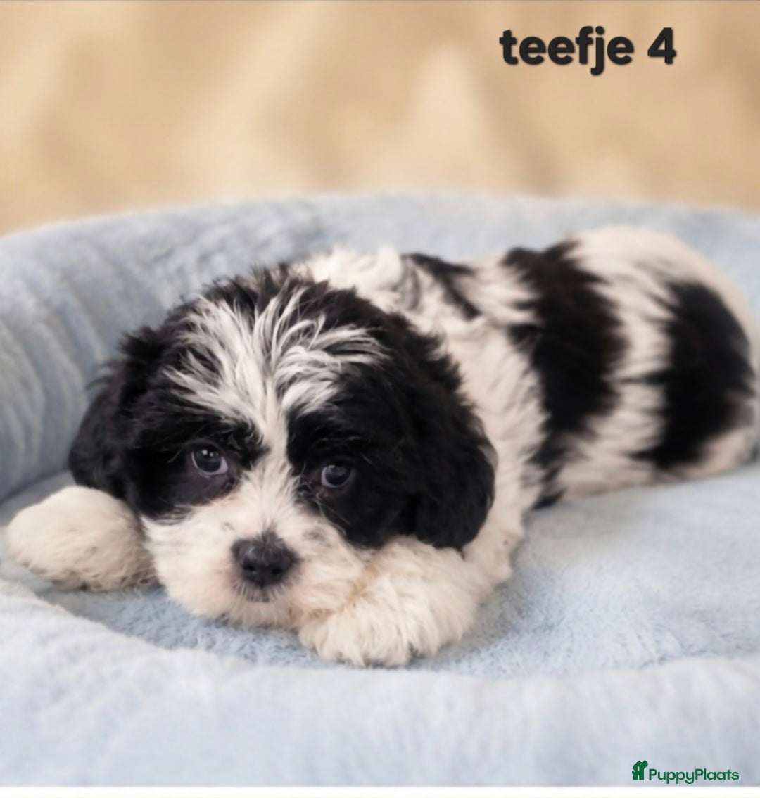 Boomer honden Mooie gezonde boomer pups. Maltezer maal shih tzu - Advertentie 1