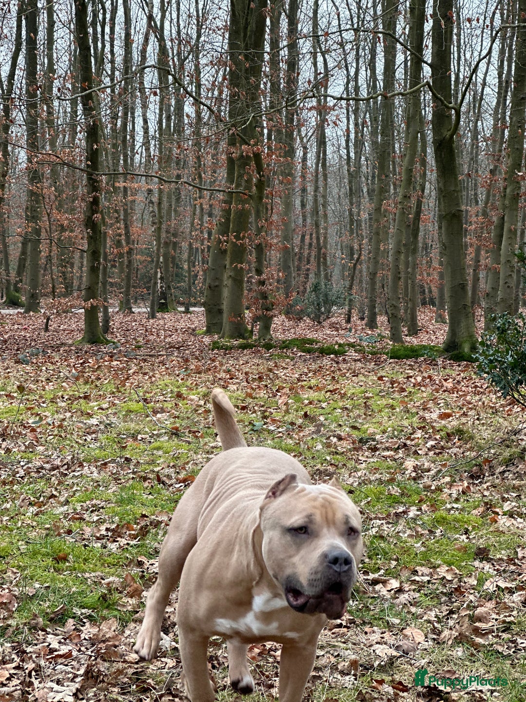 Amerikaanse Bully honden te koop: American bully XL pups bossy kennels bloedlijn! - Afbeelding 9