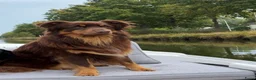 Kruising honden te koop: Australian shepherd x berner sennen (1/4) pups - Advertentie 13