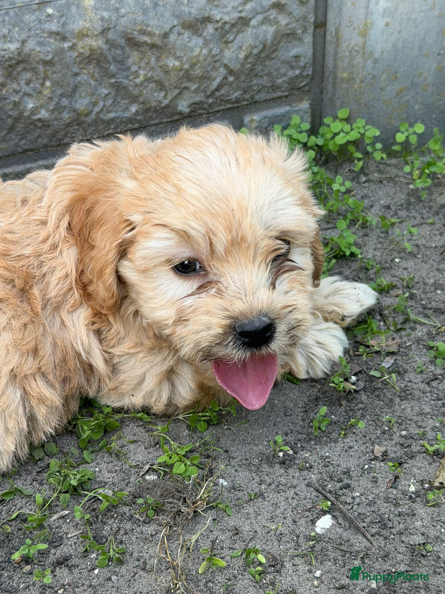 Cockapoo honden te koop: Cockapoo x boomer pups  - Advertentie 33