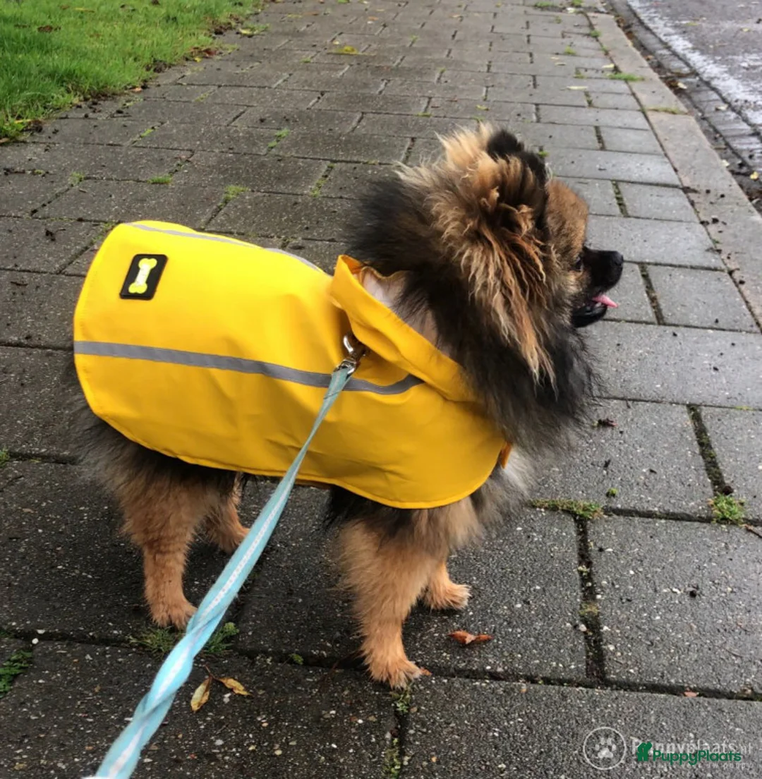 Pomeriaan honden ter dekking: Dekreu mini pomeriaan in Elst - Advertentie 6