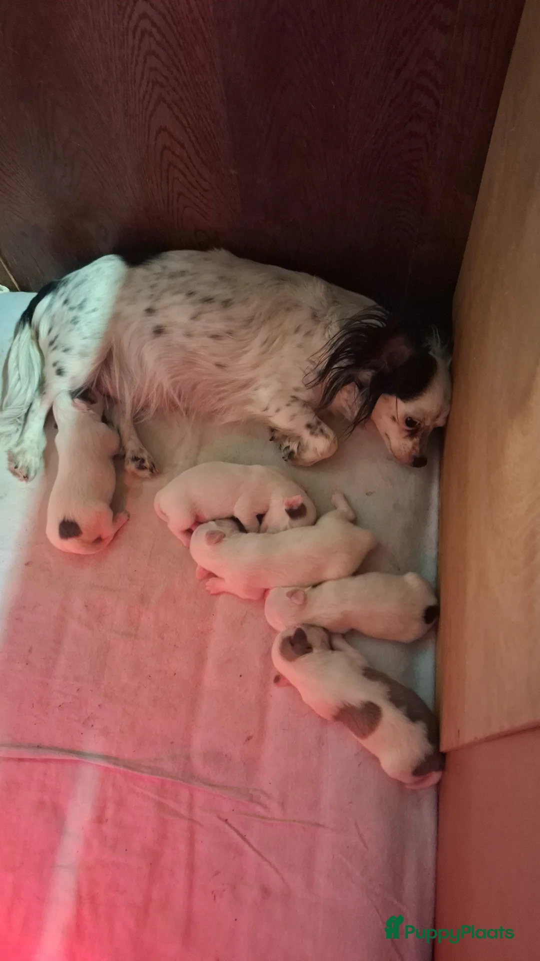 Chihuahua honden te koop: Te koop chihuahua pups in Loosdrecht - Advertentie 1