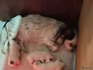 Chihuahua honden Te koop chihuahua pups - Advertentie 2