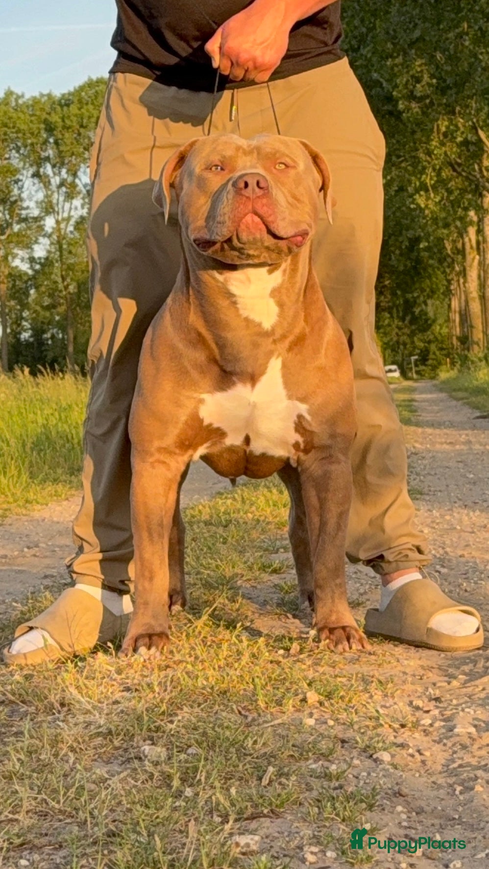 Amerikaanse Bully honden ter dekking: Zeer mooie American Bully dekreu beschikbaar - Advertentie 3