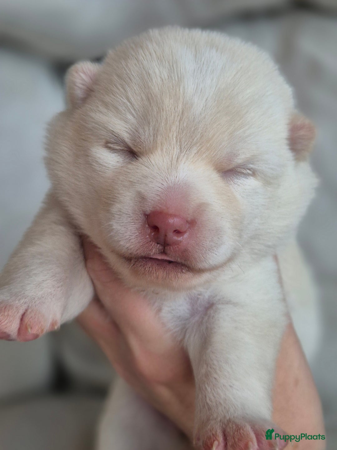 Kruising honden te koop: Prachtige Pomsky x Shiba pups - Advertentie 8