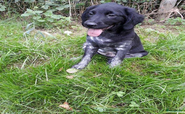 Friese Stabij honden - Advertentie 1