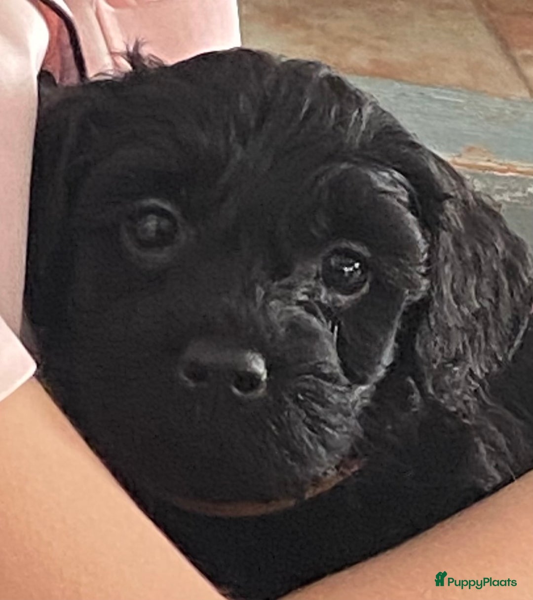 Labradoodle honden te koop: Labradoodle(multigen) mini/midi groeien op in huis - Advertentie 16